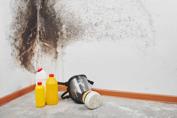 Best Kitchen Mold Remediation in Round Rock, TX