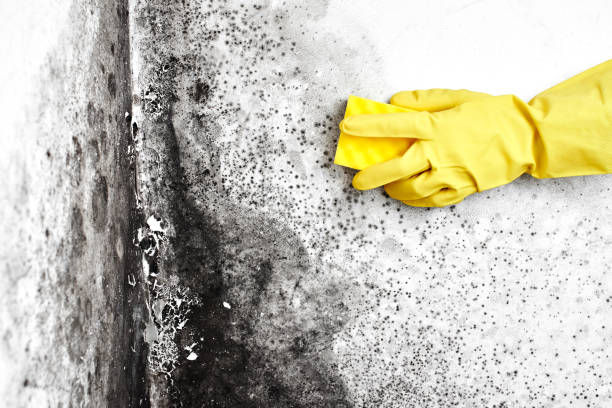 Best Basement Mold Remediation in Round Rock, TX