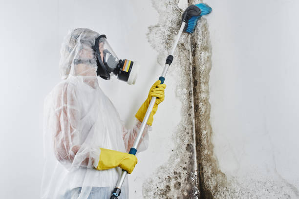 Best Residential Mold Remediation in Round Rock, TX