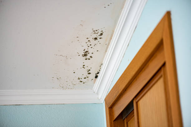 Best Bathroom Mold Remediation in Round Rock, TX