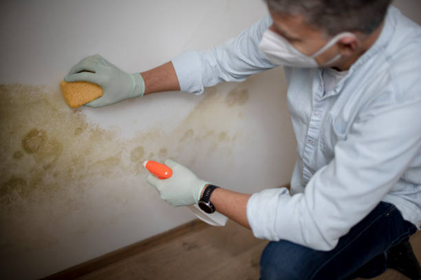 Best White Mold Remediation in Round Rock, TX