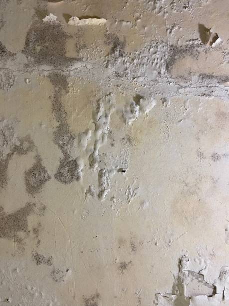 Best Mold Remediation for Schools in Round Rock, TX