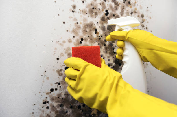 Best Post-Flood Mold Remediation in Round Rock, TX