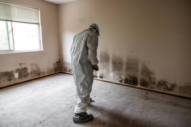 Best Localized Mold Remediation (e.g., coastal areas, humid climates) in Round Rock, TX