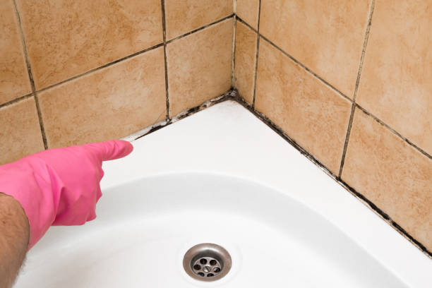 Best Black Mold Remediation in Round Rock, TX
