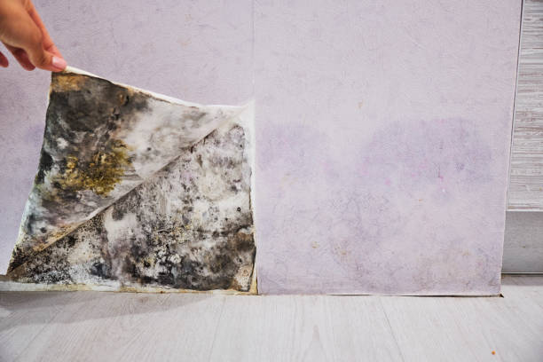 Best Industrial Mold Remediation in Round Rock, TX